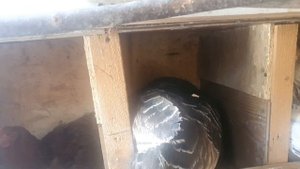 Индюшка сидит на куриных яйцах уже три месяца