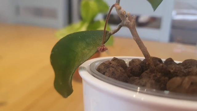 Plants Equalls Happiness ?HOYA MEMORIA GRACILIS Care ?? смотреть онлайн