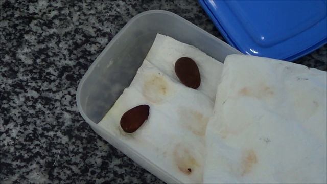 How to germinate an almond step by step [ Easy ] - Grow Almond tree at Home - The EASIEST Way смотреть онлайн