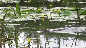 Поклёвки КАРАСЯ на поплавок с нескольких рыбалок (09.06.2021)
