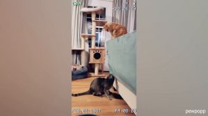Cats You DON'T Want To Mess With Funny Cat Videos 2023