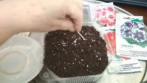 Выращивание глоксиний из семян в домашних условиях. //Cultivation of gloxinia from seeds.//