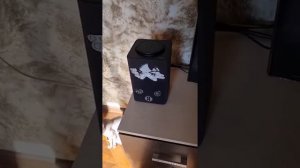 будни с роботом пылесосом и станцией Яндекс Алиса))