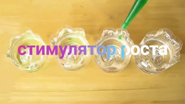 АЛОКАЗИЯ Как Укоренить листья /простой совет по укоренению