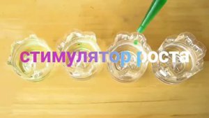 АЛОКАЗИЯ Как Укоренить листья /простой совет по укоренению