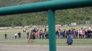 Скачки в абхазии 2014г, состязание "джигитовка".