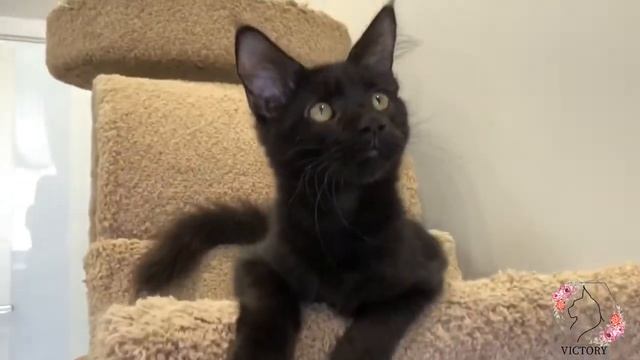 Черный мейн-кун Блэки в поисках куномамы смотреть онлайн