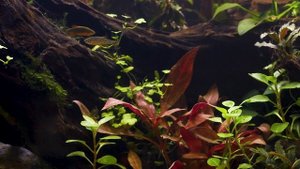 Топ рыбок для аквариума для 20 литров