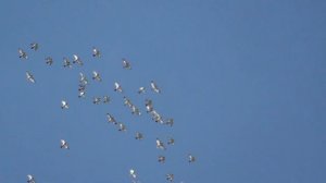 Голуби ушли в точки и покрылись!Высоколетные голуби-полет 01.09.2021