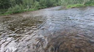 Хариус/Ленок/Рыбалка на притоке реки Лена