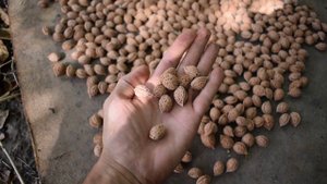 Маньчжурский персик как подвой для Персика и Нектарина - 2018