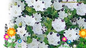 Немофила обыкновенная. Краткий обзор, описание характеристик nemophila menziesii Божья коровка