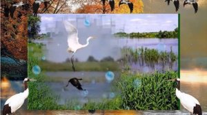 Осень  Журавли