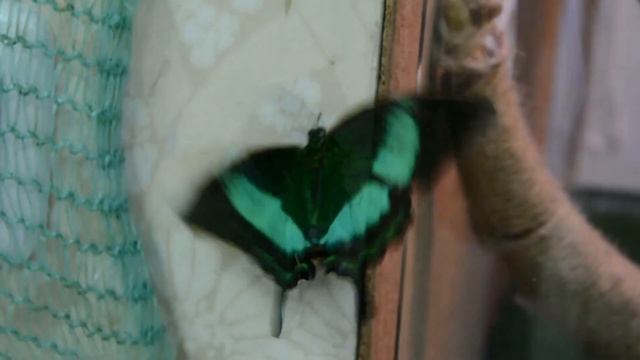 Бабочка Парусник Палинур/Papilio palinurus. Самые красивые бабочки мира