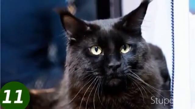 Черные коты мейн-куны питомника Svargas Black males cattery Svargas смотреть онлайн