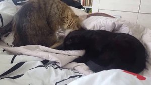 Котики моются