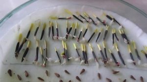 Посев бархатцев на рассаду пророщенными семенами для выращивания без пикировки.