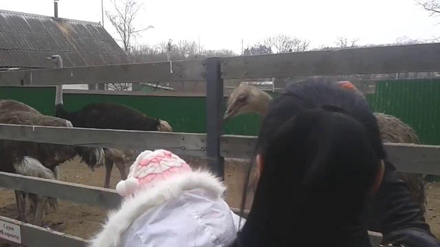 страусы на сад городе смотреть онлайн