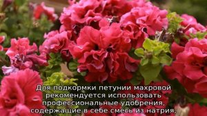 Петуния махровая — описание сорта