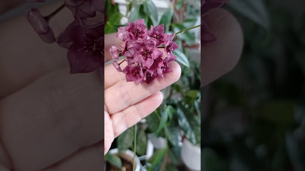 Хойя Дениси . Есть излишки хой. 23.05.2024 #продажапочтой #обзорцветов#хойя