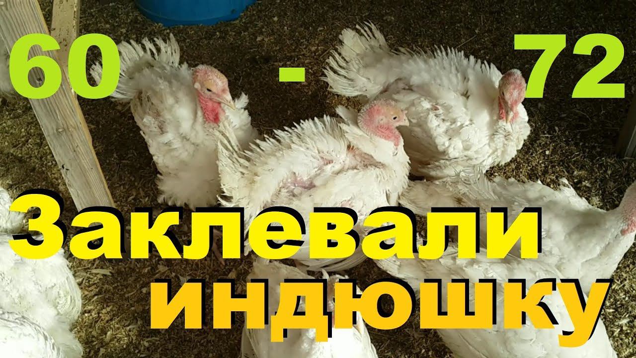 Индюки с 60-72 сутки. Взвешивание в два месяца. Хайбрид конвертер