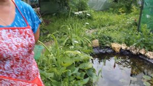 Кристально ЧИСТЫЙ ПРУД! Как? Отвечаю.