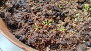 Проблемное выращивание венерины мухоловки,из семян?