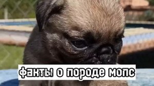 🐶факты о породе мопс🐶