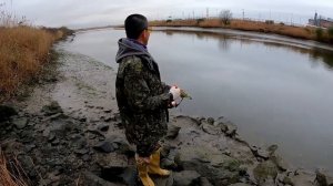 Настрылял сазанов на рогатку в морском заливе . 4к видео  перезалив