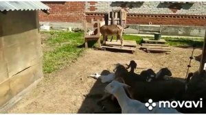 Новый козлик в нашем хозяйстве.mp4