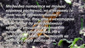 10 самых опасных вредителей картофеля: Описание Фото Эффективные методы борьбы с ними. Защита урожа