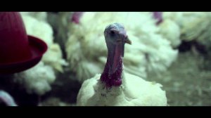 Фильм для ООО "РУСКОМ-Агро" (Корпоративный фильм Сибколбасы) ver 2.0