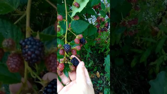 Ежевика Торнфри ожина плодоношення Ч2 смотреть онлайн