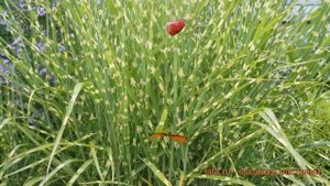Мискантус китайский (miscanthus sinensis) ? мискантус обзор: как сажать саженцы мискантуса