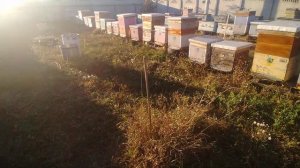 какие летки осенью закрываю и когда .И контрольная обработка от клеща