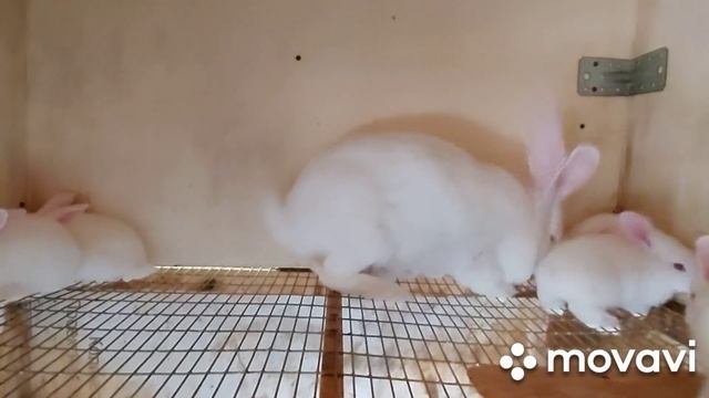 Вид, вес кролика от Фландра в 5 месяцев. Крольчиха напала на крольчонка..
