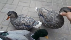 Чучела полевых уток,кряква фирмы dakota decoy