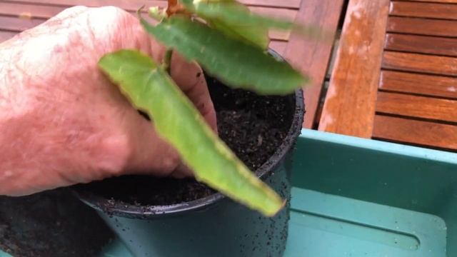 How to Propagate Angel Wing or Cane Begonias | Stem Cuttings смотреть онлайн