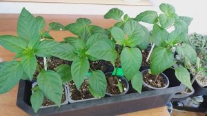 БАКЛАЖАНЫ, ПЕРЕЦ, огород на балконе,  Что то даже растет??19 июня 2022 г.