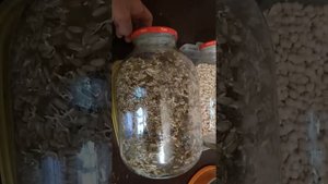 Как прорастить в банке