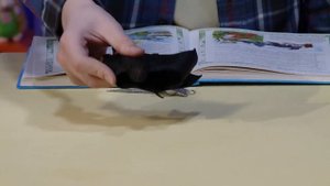 ☀️С добрым утром, малыши! Сказка "Летучая мышь" - Сказки из сундучка