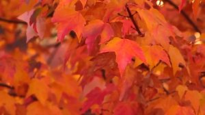 Изо. 3 класс. Осенние зарисовки