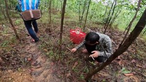 Hành trình vào rừng hái cả tạ nấm tràm (Tylopilus felleus)