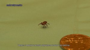 Тест, скотч как средство защиты от клеща