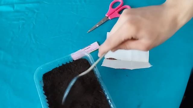 как правильно сажать клубнику? сажаем клубнику, посадка клубники. Клубника, выращиваем клубнику смотреть онлайн