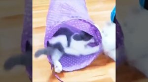 Тоннель для кошек игровой с Алиэкспресс.Игрушки для кошек из Китая.
