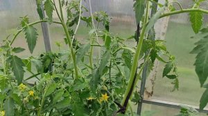 Теплица с томатами. Что растет в моей теплице. Наливаются томаты.