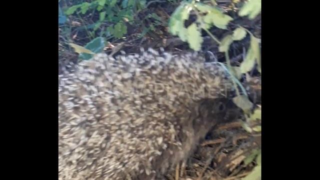 Надоели мыши? Заведите во дворе колючую кошку! смотреть онлайн