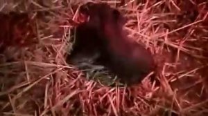 Роды у свиньи. Опорос.