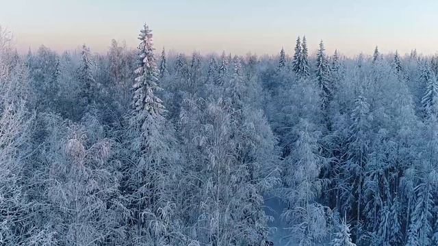 ЛИСТВЕННИЦА СИБИРСКАЯ. ЛИСТВЕННИЦА УРАЛЬСКАЯ. ГДЕ РАСТЕТ ЛИСТВЕННИЦА.